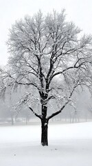 Fototapeta premium A solitary tree standing in the midst of a snowy landscape.