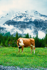 alpine cows in Switzerland a natural environment with mountains in the background