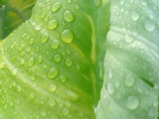 water drops on green leaf