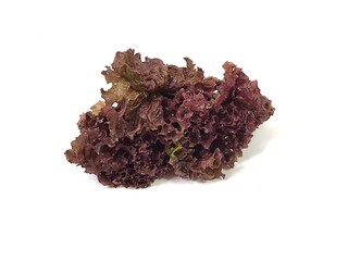 Organic fresh Red leaf lettuce isolated on white background. Salad vegetables and healthy concept