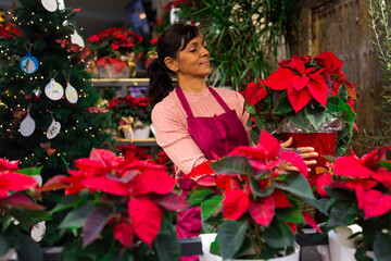 Friendly flower shop employee offers Poinsettias pulcherrima flowering pot plants for sale