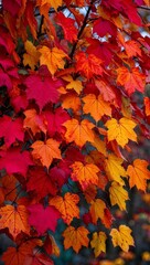 Fototapeta premium Vibrant Red Maple Leaves on Branch with Bright Fall Colors in Morning Sunlight Photo