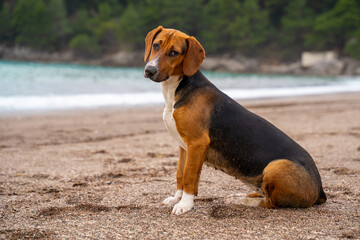 Beagle mix dog sitting on a tranquil beach by the sea.