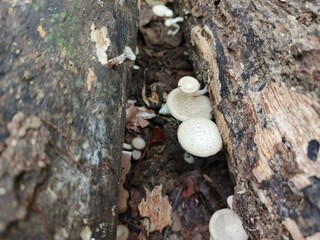 8. wood fungus that grows on rotting wood