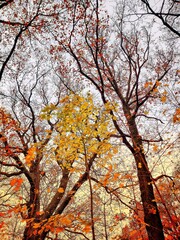 Colorful lines of the autumn