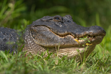 alligator in the everglades