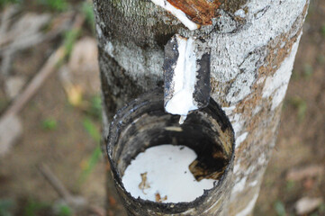 Close up rubber tree, The farmer will rubber tapping the trees to release the white latex.
Natural...