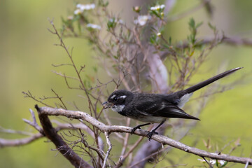 Willie wagtail