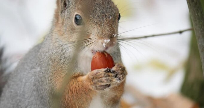 Eurasian red squirrel with brown fur holds and eats a hazelnut on a snowy branch. The scene captures the beauty of winter as the furry creature forages in the cold woodland