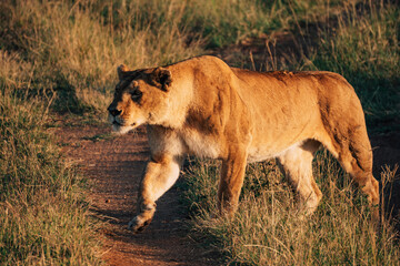 Lioness Hunting in Serengeti National Park in Tanzania