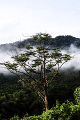 Morning fog disperses over the jungle behind dainty green tree