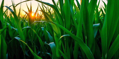 a corn plantation with a clear dirt path running alongside it