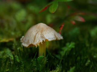 Small mushroom