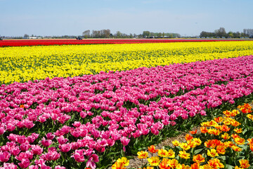 Tulip Field in Lisse, Netherlands