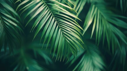 Striped of palm leaf  Abstract green texture background  Vintage tone 
