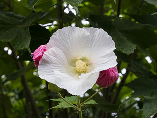 スイフヨウ（酔芙蓉）Cotton rose, rosemallow,Hibiscus mutabilis © IIJIMA Masaki