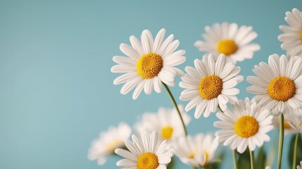 Fototapeta premium White Daisies Blooming Under Blue Sky Copy Space Floral Background
