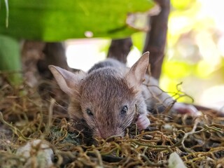 Close-up image of a black rat crawling along the roots of a tree, showing its bright eyes and...
