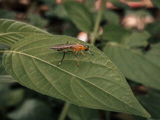 Ptecticus trivittatus - soldier flies are of the family Stratiomyidae. Ptecticus on green leaves