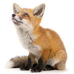 Obraz premium Red Fox Cub: Curious Gaze