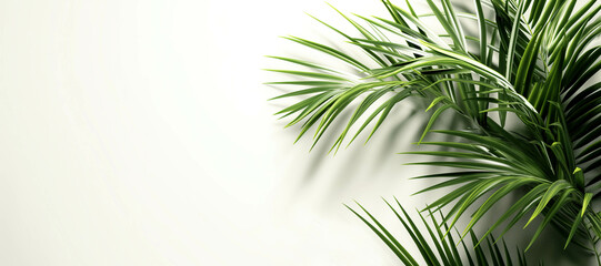 Obraz premium palm leaf plant on white background 18