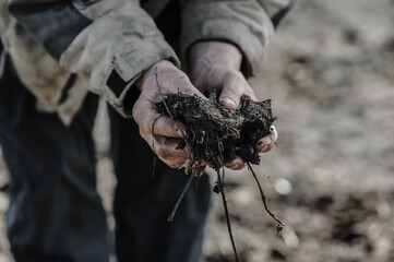 Soil in the hands of a farmer.male hands pouring a black soil in the field. Female agronomist testing a quality of soil. Concept of agriculture.