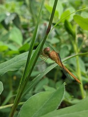 dragonfly perched on the grass