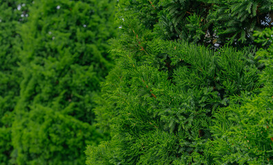 Background a texture spruce branches of Christmas tree for a Christmas card.