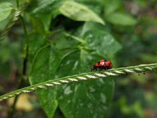 Obraz premium ladybugs walking on the grass