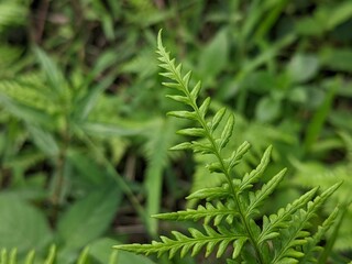 blurred background of ferns