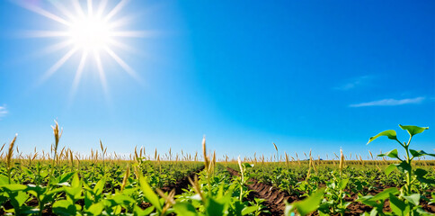Field planted on a sunny day Agriculture agro industry Innovations technologies