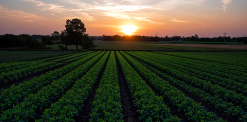 Field planted on a sunny day Agriculture agro industry Innovations technologies