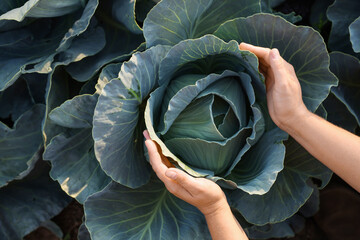 Woman harvesting fresh ripe cabbages in field on sunny day, top view