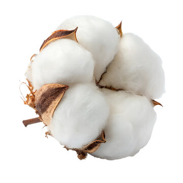 A fluffy cotton ball with realistic fibers, cropped, isolated on a transparent background