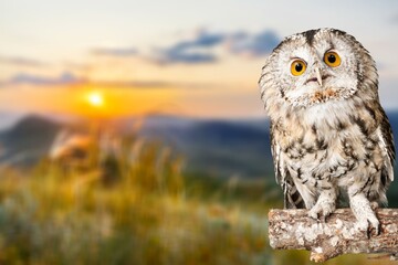 Barn owl, sitting on  green moss in forest