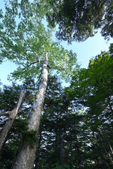 Fototapeta premium Climbing Mt. Shirasuna, Gunma, Japan