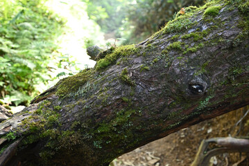 Obraz premium Climbing Mt. Shirasuna, Gunma, Japan