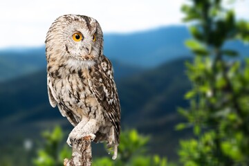 Barn owl, sitting on  green moss in forest