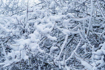 beautiful crystal frost on foliage and tree branches, frosty morning, winter weather concept, beauty of nature, background for wallpaper