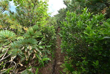Climbing Mt. Shirasuna, Gunma, Japan