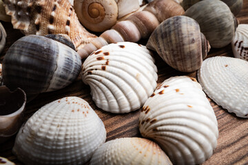 Detailed close-up of various seashells on wood surface, showcasing textures and colors in natural light