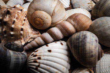 Close-up details of various seashells showcasing intricate patterns and textures in a natural setting