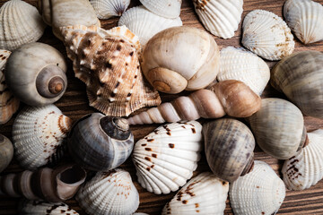 Detailed close-up of various seashells on a wooden surface showcasing nature's intricate designs