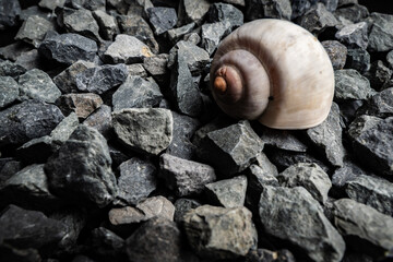 Close-up of a shell resting on dark, textured gravel in natural light during daylight hours