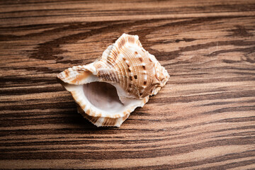 Close-up of a beautiful shell resting on a polished wooden surface showcasing intricate details