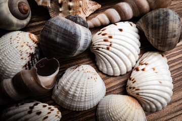Close-up of various shells arranged on a wooden surface, showcasing their unique designs and textures
