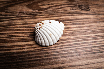 Close-up of a delicate shell resting on a textured wooden surface in natural light