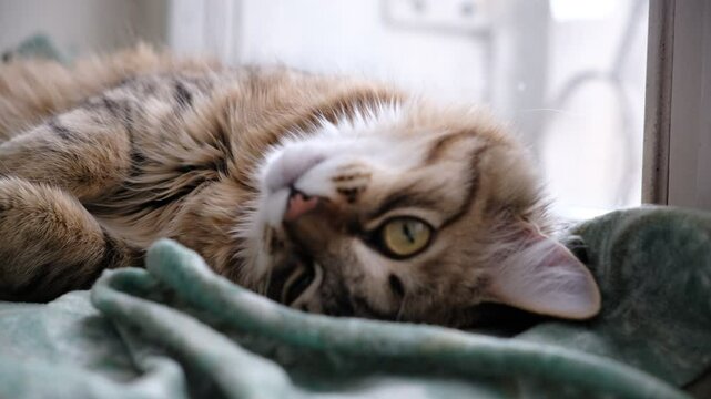 Yawning cat. Relaxing kitten, cute funny pets at home. Soft morning light. Close up. Humor	