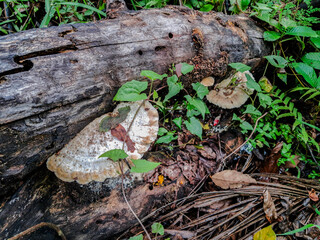Ganodermataceae or wild mushrooms that grow on wood