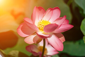Fototapeta premium A pink lotus flower sways in the wind, Nelumbo nucifera. Against the background of their green leaves. Lotus field on the lake in natural environment.